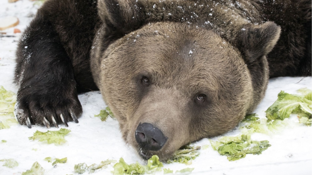 Белишкият парк за танцуващи мечки чества 25-годишен юбилей.
