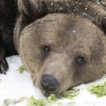 Белишкият парк за танцуващи мечки чества 25-годишен юбилей.