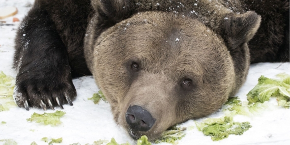 Белишкият парк за танцуващи мечки чества 25-годишен юбилей.