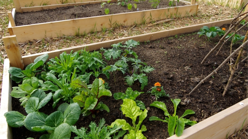 Зимна грижа за почвата в повдигнати градински лехи: Съвети и практики
