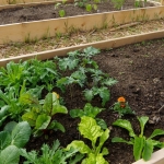 Зимна грижа за почвата в повдигнати градински лехи: Съвети и практики