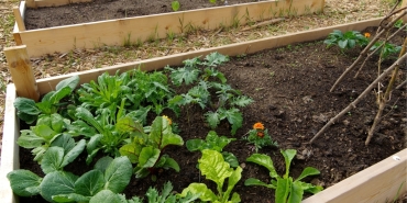 Зимна грижа за почвата в повдигнати градински лехи: Съвети и практики