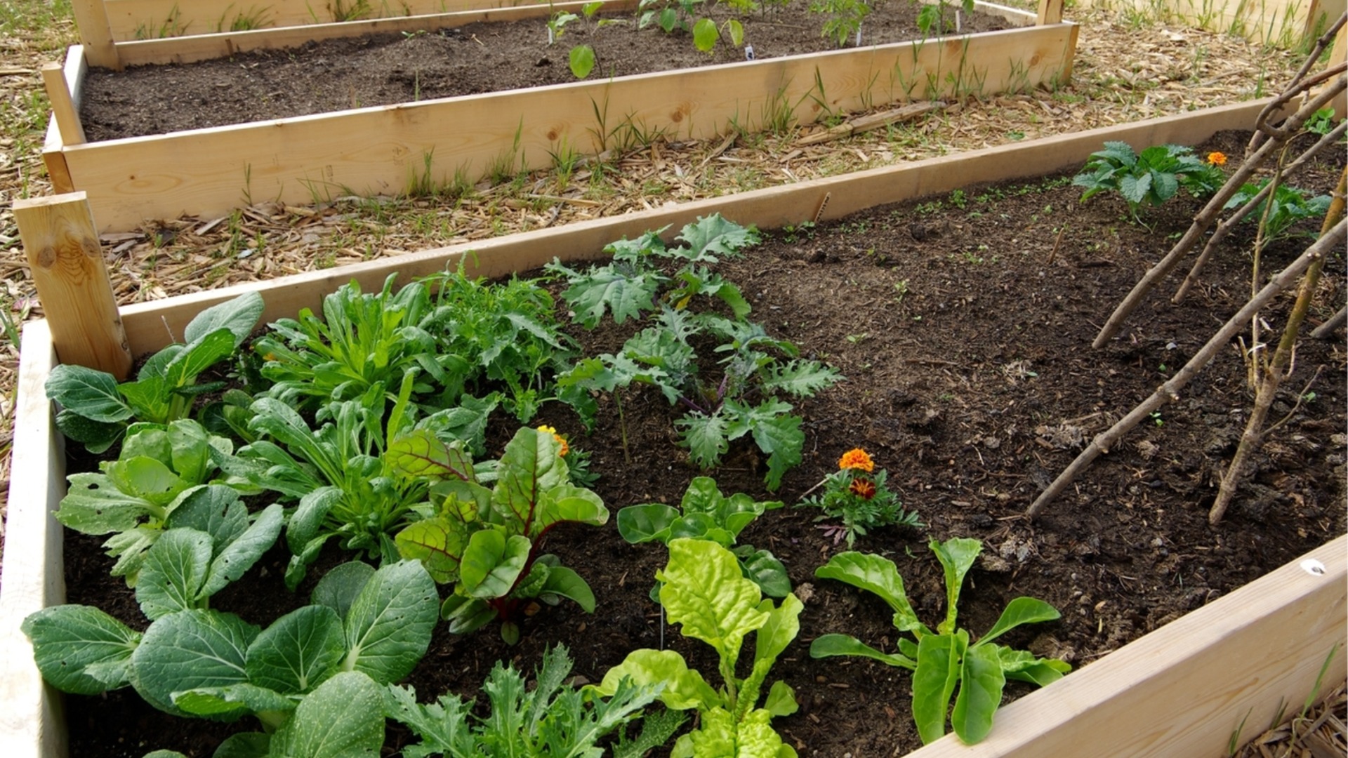 Зимна грижа за почвата в повдигнати градински лехи: Съвети и практики
