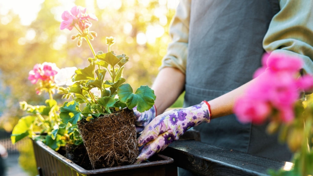 Зимна защита за мушкато: Превенция от вредители и мухъл.
