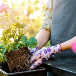 Зимна защита за мушкато: Превенция от вредители и мухъл.