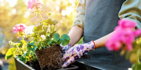Зимна защита за мушкато: Превенция от вредители и мухъл.