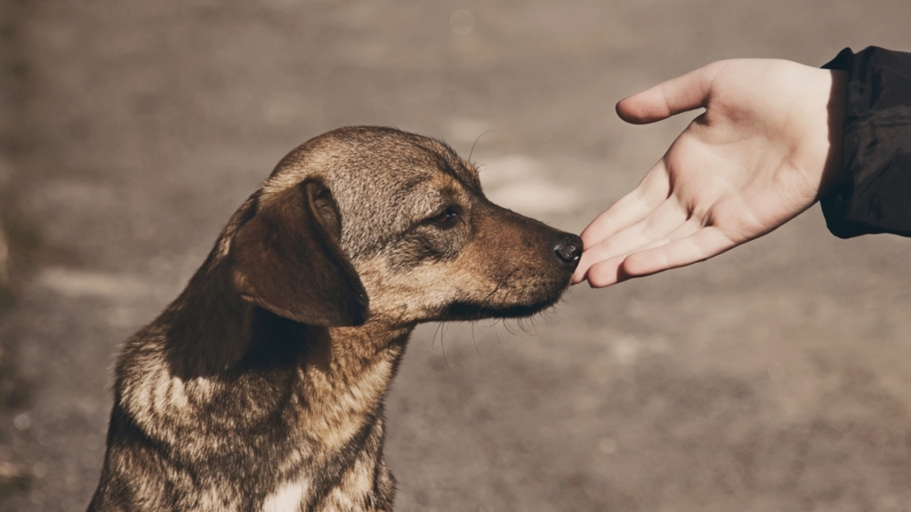 Подкрепата за животни надвишава емпатията към хората, показват наблюдения.
