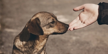 Подкрепата за животни надвишава емпатията към хората, показват наблюдения.