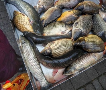 Цените на шарана скачат преди Никулден.