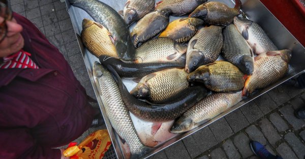 <p><strong>Цените на шарана скачат преди Никулден.</strong></p>